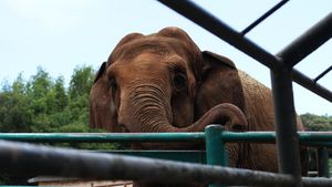 Les éléphants de Bali en safari bousculent, les habitants de Pawang sont morts à plusieurs reprises