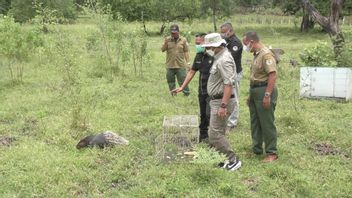 バルラン・シトゥボンド国立公園で絶滅危惧種6匹を解放