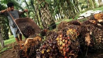 Alhamdulillah! Palm Oil Prices In Mukomuko Bengkulu Rise To Rp. 100 Per Kg