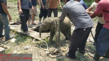 2.5 미터 탱크에 갇힌 7 일 된 코끼리 아기, BBKSDA Riau 구출