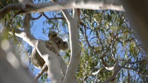 UU Perlindungan Koala di Australia Malah Memicu Konflik Politik