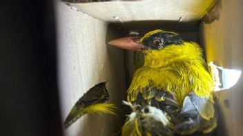Lampung Quarantine Center Failed To Send 198 Rare Birds To Jakarta