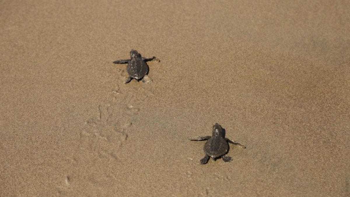 OSH向自由大自然释放了205个海龟湖