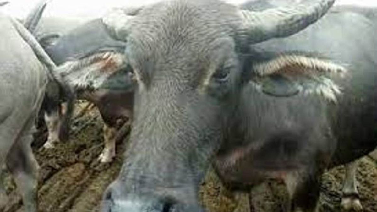 カンパールの数十頭のバッファローがンゴロック病で死亡