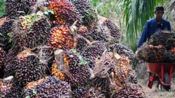 昂贵的化肥价格成为RI棕榈油产量小幅增加的主要原因 