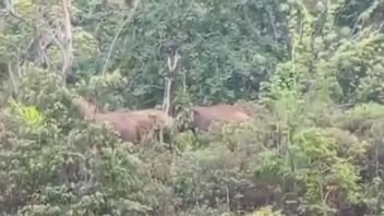 Des éléphants sauvages détruisent les maisons et les jardins de résidents de la côte ouest