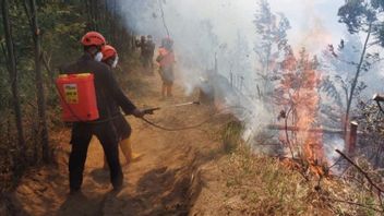 Petugas Padamkan Kebakaran Kawasan TNBTS di Lumajang