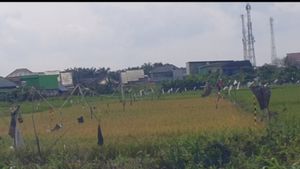 Dinas Pertanian Palembang Dorong Optimalisasi 3.400 Hektare Sawah