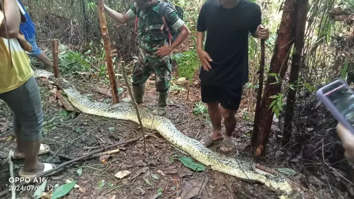 La chronologie de mère à Luwu tuée par un serpent de 8 mètres, doit acheter ses enfants de drogues