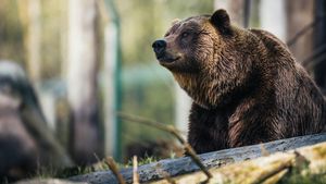 Aksi Cepat Guru Pendamping Selamatkan Murid dari Serangan Grizzly di British Columbia