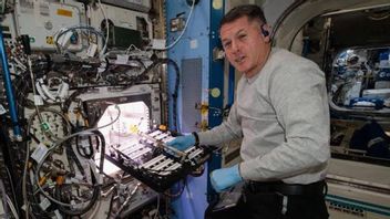 Cerita Astronot NASA Panen Cabai di Luar Angkasa