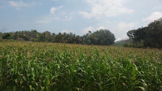 干旱土地上的农业形式：田地和提高生产力的努力