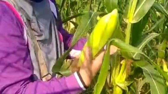 Sumatera Selatan Menjadi Produsen Jagung Terbesar ke-5 Tingkat Nasional