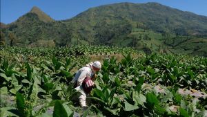 Kemenperin Pastikan PP Kesehatan Beri Dampak ke Produksi Industri Rokok hingga Mamin