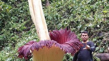 最初は木片と間違えられていましたが、シティンカイアガムで高さ4.35メートルの巨大な腐肉の花が咲くことがわかりました。