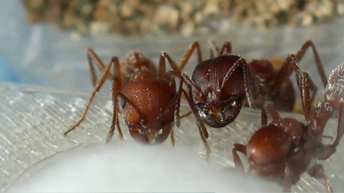 Experts Learn Algorithm For Making Soil Tunnels From Ants, Can Be Applied To Robots