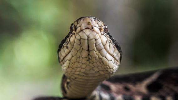 No Need To Panic When Bitten, Vegetable And Fruit Compounds Can Neutralize Viper Snakes
