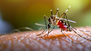 Attendez à la fièvre rouge pendant la saison des pluies