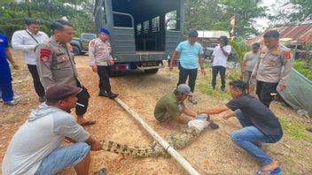 Buaya 2 Meter Serang Warga Pantai Tembelok Babel Ditangkap Ramai-ramai