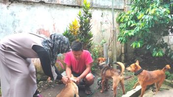 レジャン・レボン・ベンクルの住民7人が野良犬に噛まれ、至る所で自然に負傷