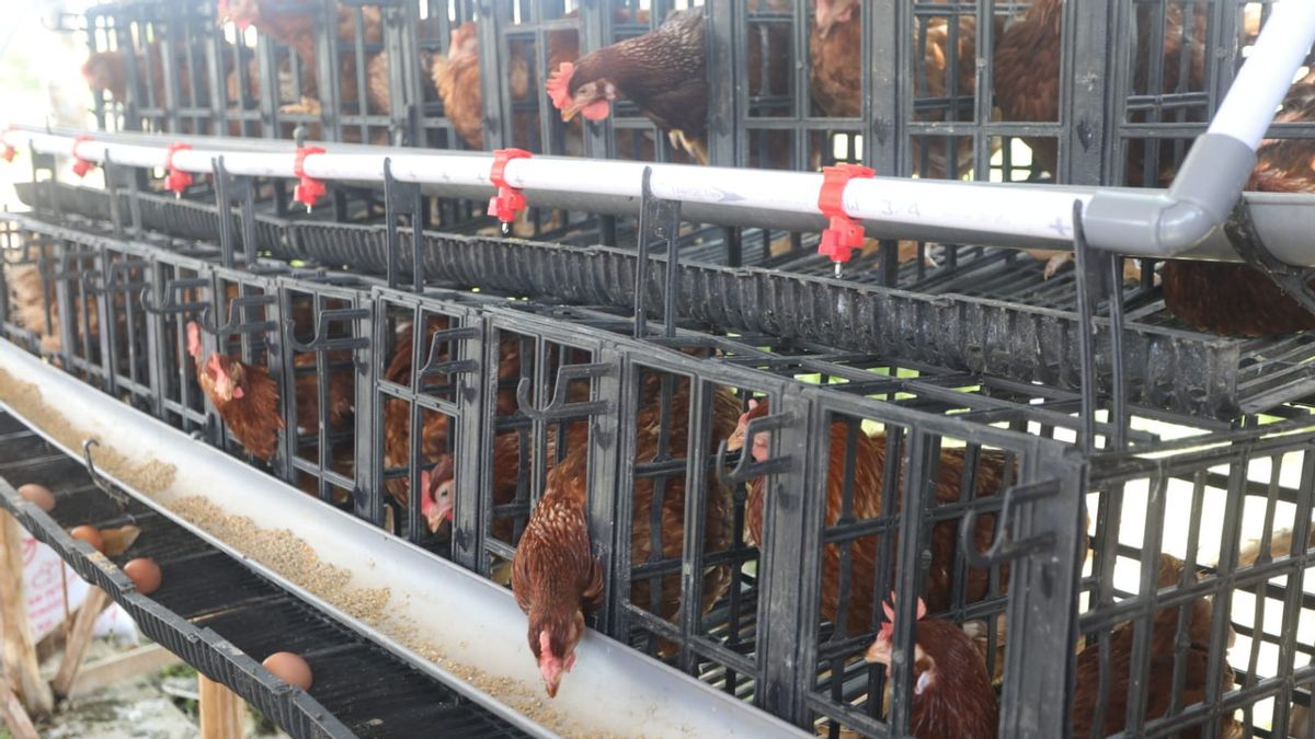 Lokasi yang Sesuai Untuk Budidaya Ayam Petelur Agar Sehat dan Tetap Produktif