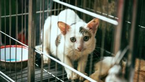 Polisi China Selamatkan 1.000 Kucing yang Hendak Dipotong dan Dijual Sebagai Daging Kambing atau Babi