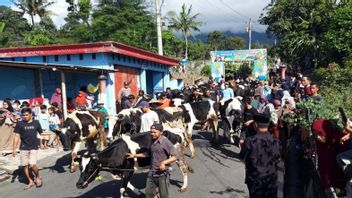 香水油,数百头牛在博约拉利欢迎开斋节Ketupat