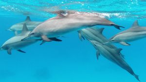 Dievakuasi dari Medan Perang, Lumba-lumba Ukraina Temukan Rumah Baru di Akuarium Rumania