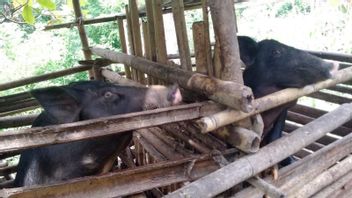Because Of The African Babi Flu Case, The Nagekeo NTT Regency Government Was Forced To Reject The Assistance To Dismantling Pigs From The Ministry Of Agriculture