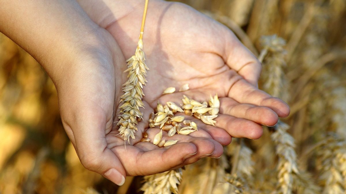 4 Foods Containing Gross Wheat, Suitable For Consumption During Diet