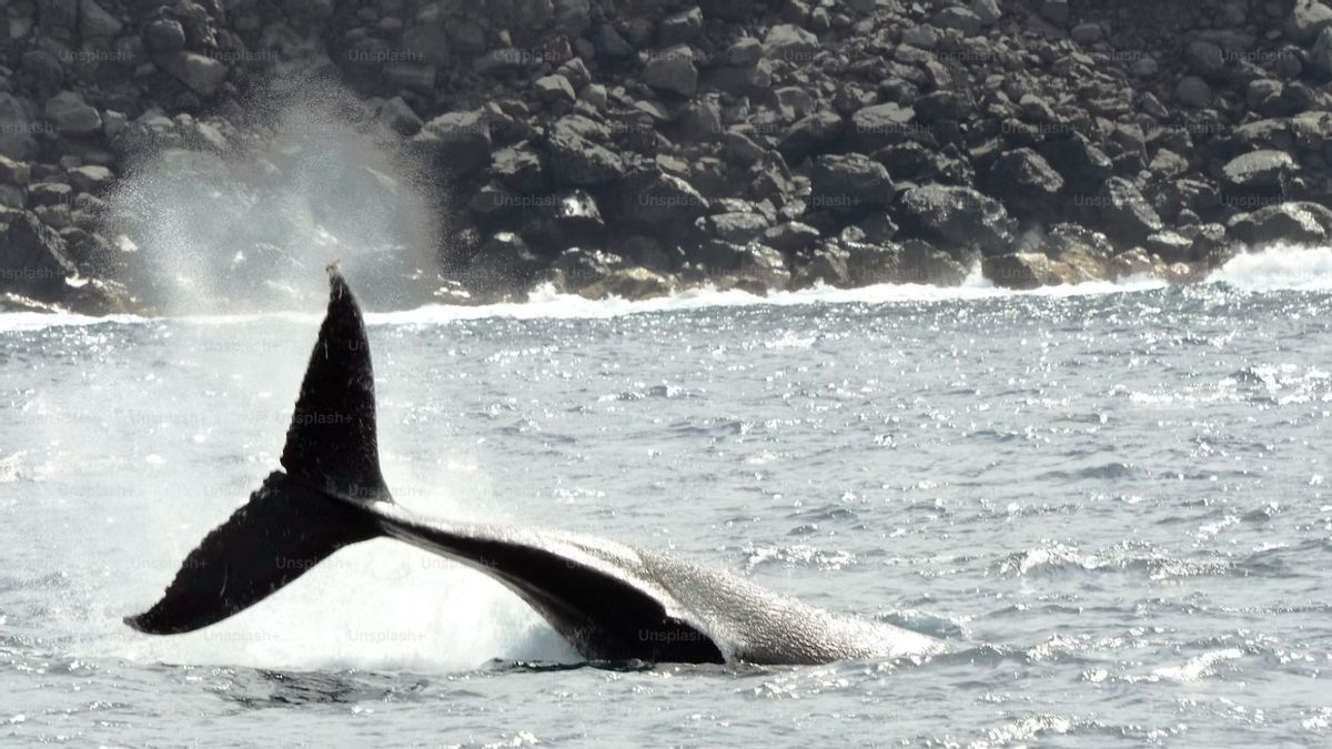 住民と漁師がシテプススカブミビーチで立ち往生したクジラを救助