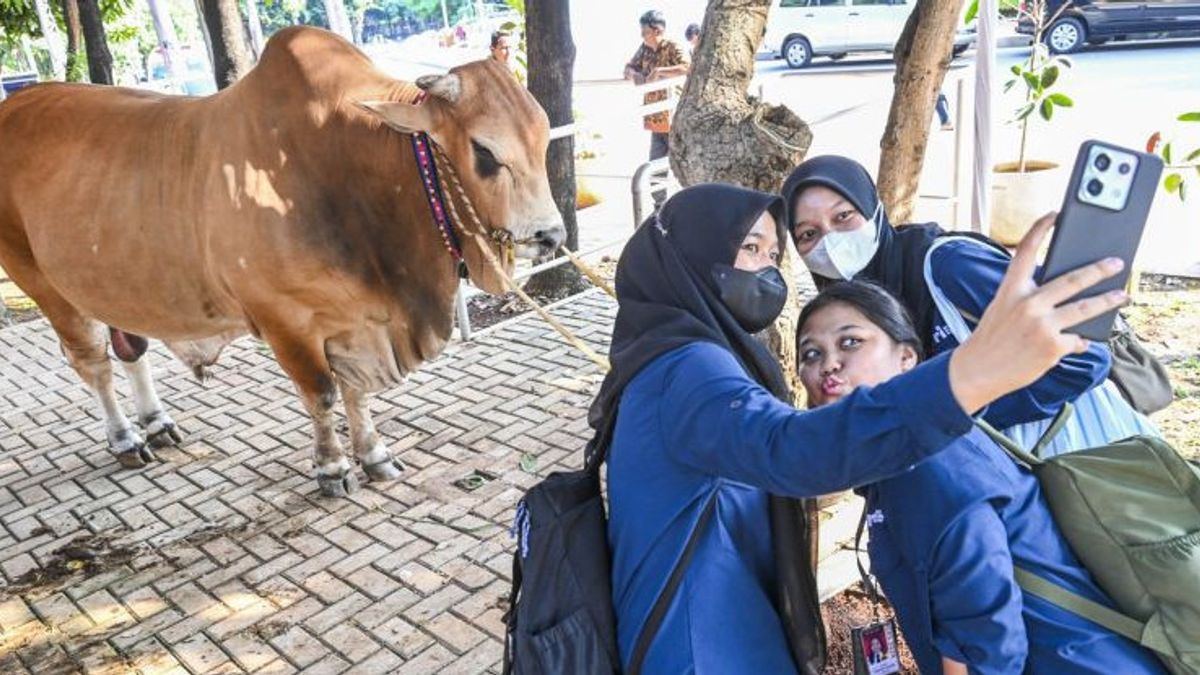 Menag Reveals the Reason for Istiqlal Not Sharing Meat Per Individual