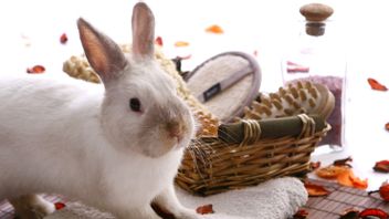 ウサギの生きた年齢を知って、年齢に影響を与える4つの要因を知る