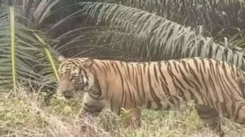 Méfiez-vous! Des tigres sauvages errant dans la colonie de Solok Sumbar