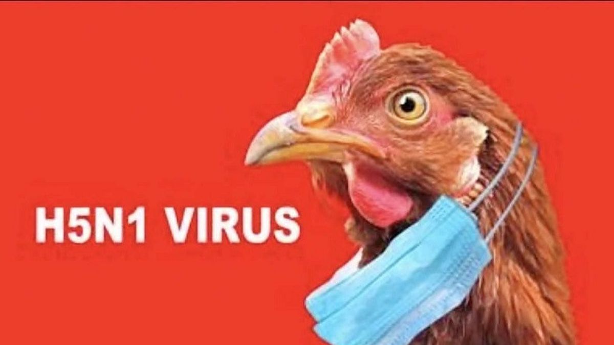 1つの健康鳥インフルエンザによる人々の死に反応を得ることをお勧めします
