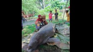 Warga Temukan Dugong Mati Tersangkut Jaring di Natuna