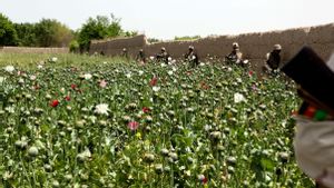Produksi Opium Afghanistan Anjlok, PBB Peringatkan Kematian Akibat Overdosis