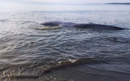 TNI-Polri Dibantu Warga Berupaya Selamatkan Ikan Paus yang Terdampar di Pantai Lombok Timur