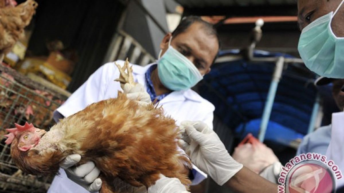 Avian Flu In Jakarta Designated As An Extraordinary Incident In Today's Memory, September 19, 2005