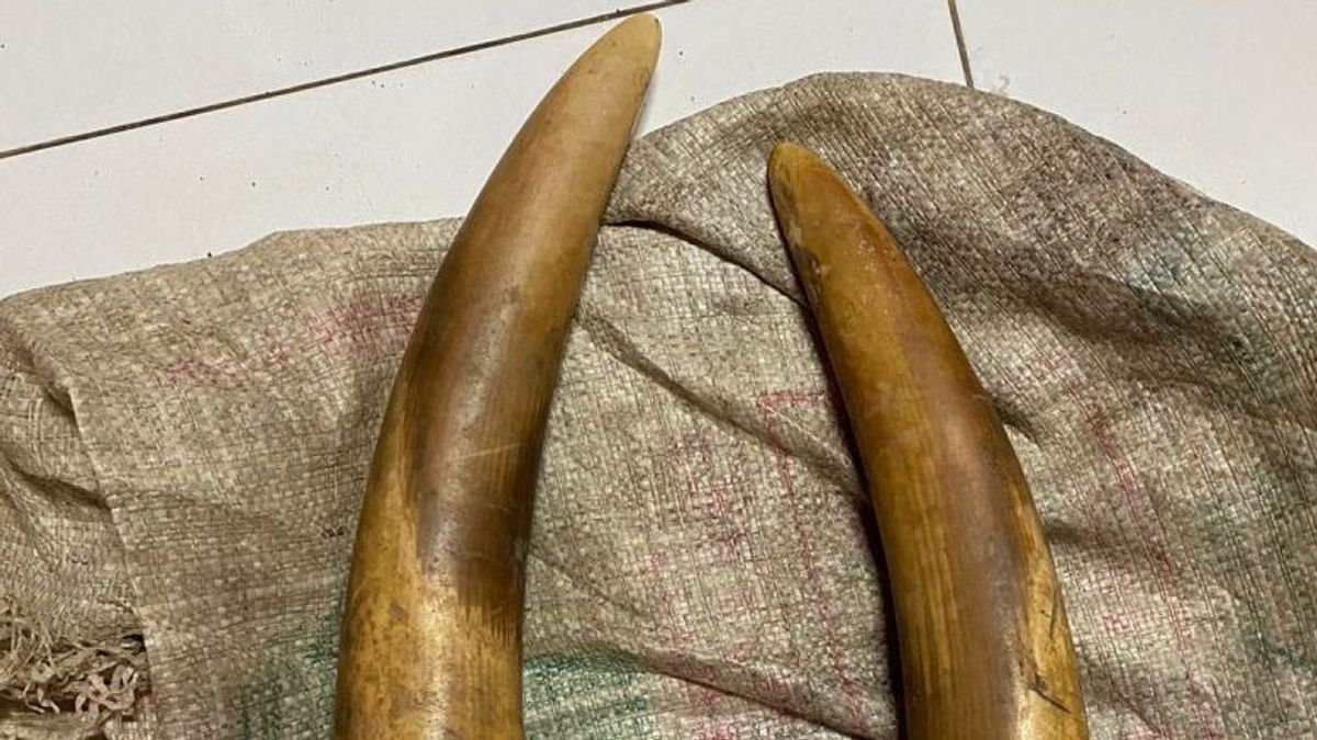 Police Arrest Elephant Ivory Hunting In North Aceh