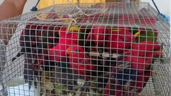 BKSDA 移交了 26 只卡斯蒂尔 鸟 Ternate-Nuri Maluku Sitaan 在 萨萨纳港