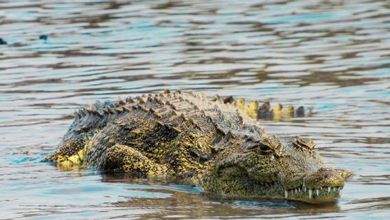 Kendari Basarnas Searches For South Konawe Residents Who Disappeared By Crocodiles