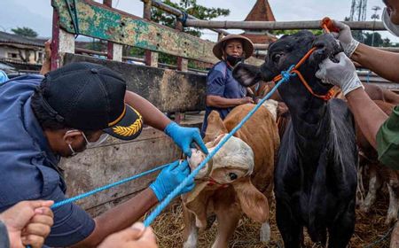 Bulog Siap Serap Daging Sapi yang Terinfeksi PMK jika Mendapat Penugasan