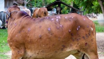 Jelang Iduladha, Ini Langkah Kementan Waspadai Wabah Penyakit Kulit pada Sapi