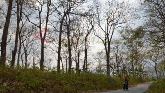 Un Grand-père De Soppeng South Sulawesi Condamné à 3 Mois Pour Avoir Coupé Des Arbres En Teck, Procureur: Il N’y A Aucune Preuve De Propriété Foncière