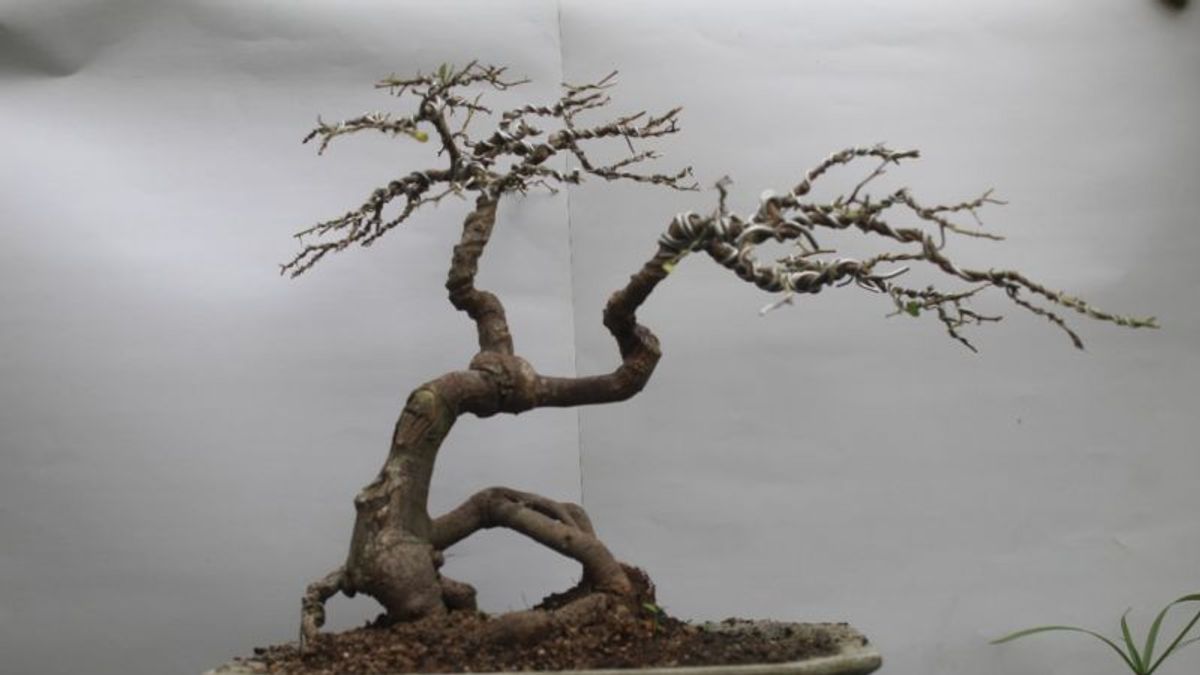 Bangka Barat Dongkrak Geliat Ekonomi Kreatif Lewat Pameran Bonsai