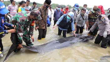 在邦公马都拉莫东水域搁浅的数十只鲸鱼