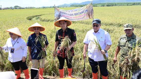PGN-BRIN Dongkrak Produktivitas Pesisir, Panen Biosalin Jepara Tembus 176 Ton