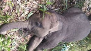    Polda Riau Selidiki Kematian Anak Gajah di TN Tesso Nilo