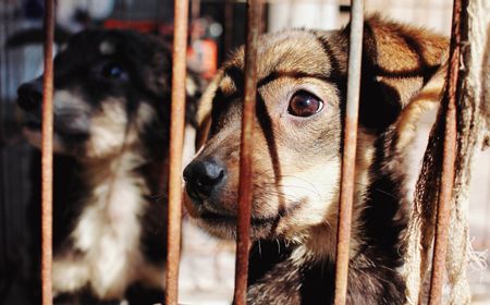 Animal Defender Sudah di Aceh Singkil, Temukan Fakta Baru Soal Kematian Canon